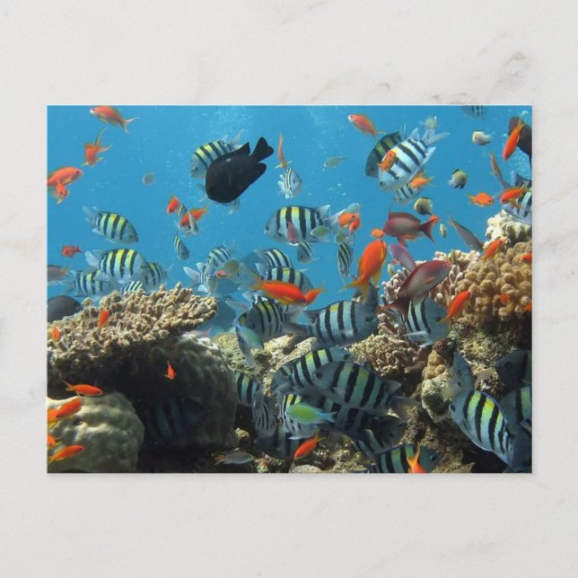 Postal Festiva Stripey Tropical Fish Coral Chaos (Anverso)