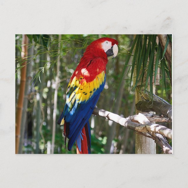 Postal Festiva Stunlet Scarlet Macaw Parrot (Anverso)