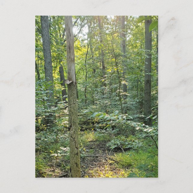 Postal Festiva Summer Forrest Trail Photography Postcard (Anverso)