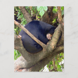 Postal Festiva Sun Bear