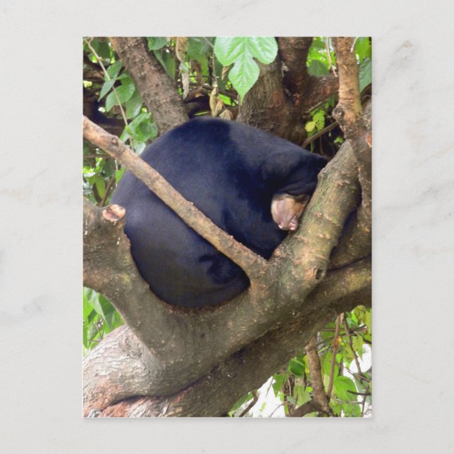 Postal Festiva Sun Bear (Anverso)