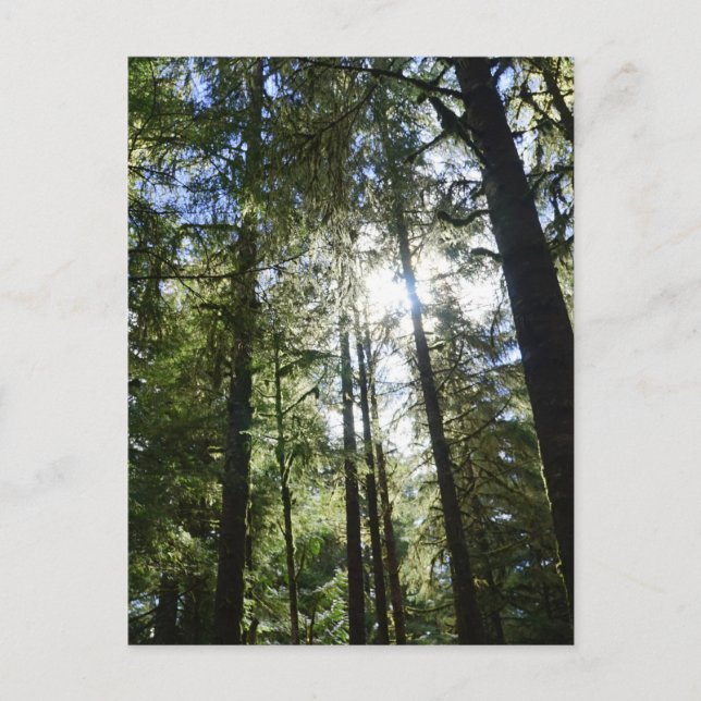 Postal Festiva Sunlight Through Pine Trees (Anverso)