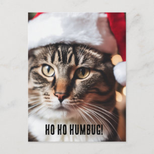 Postal Festiva Tabby festivo