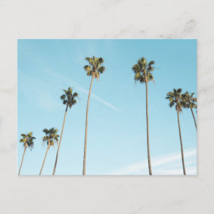 Postal Festiva Tall Palm Trees Light Blue Sky