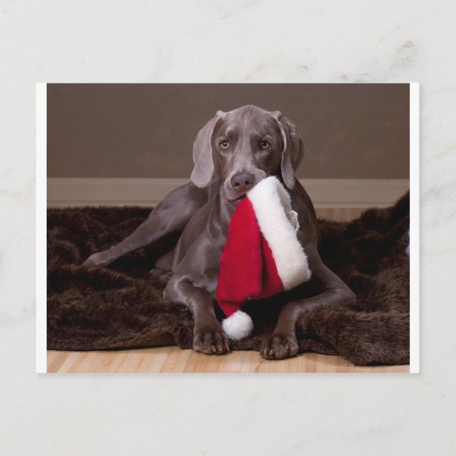 Postal Festiva Teyla el gorra de Weimaraner y de Santa (Anverso)