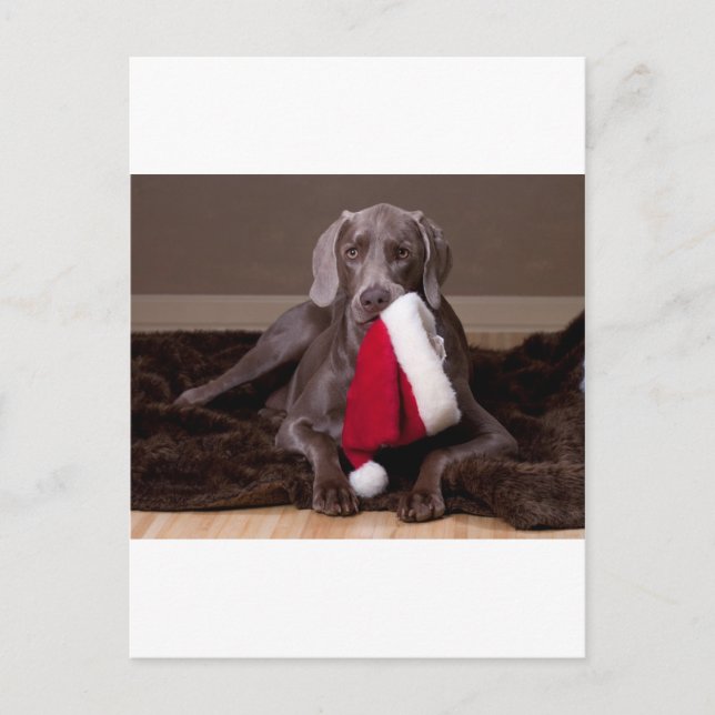 Postal Festiva Teyla el gorra de Weimaraner y de Santa (Anverso)