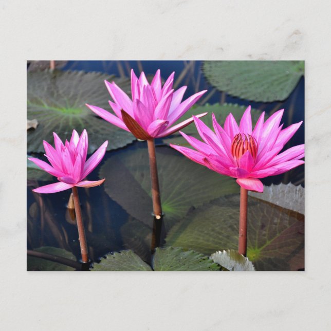 Postal Festiva Thailand - Sukhothai lotus (Anverso)