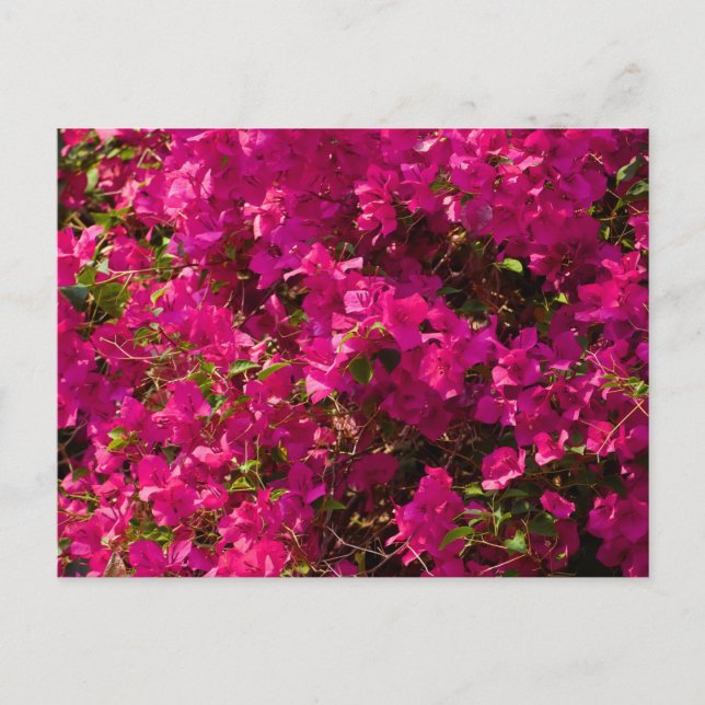 Postal Festiva The red flowers of Luang Prabang (Anverso)