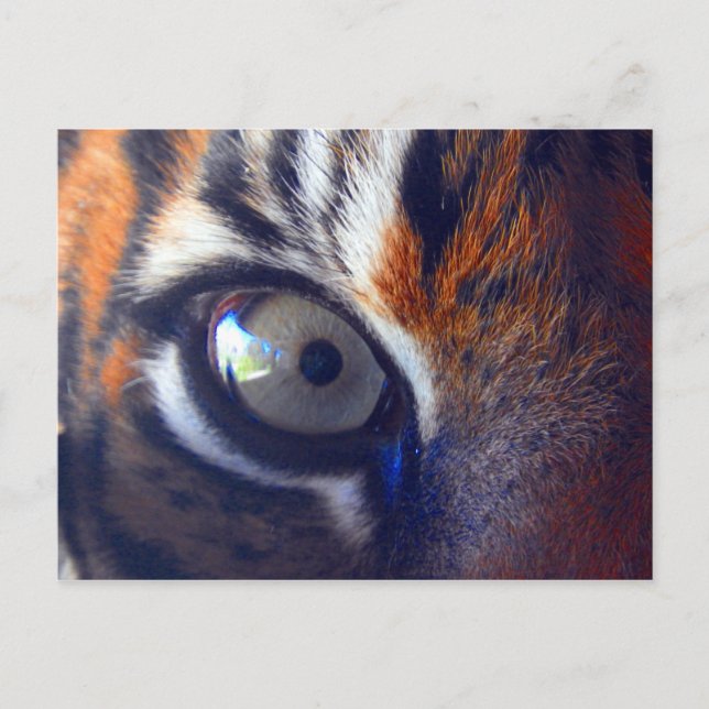 Postal Festiva Tiger Eye (Anverso)
