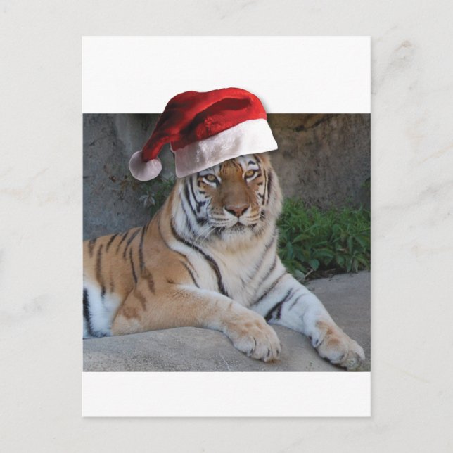 Postal Festiva Tigre de Santa Hat Bengala (Anverso)