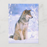 Timber Wolf Sitting in Snow