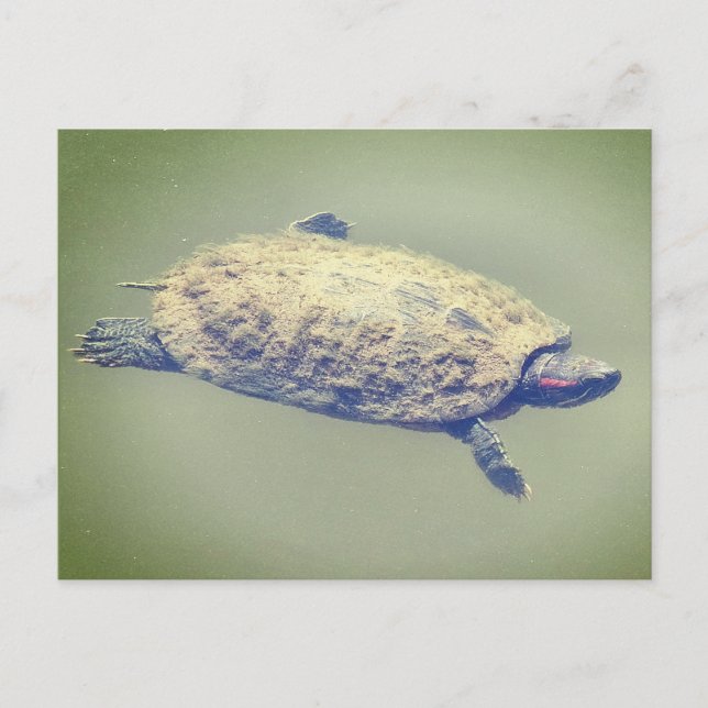 Postal Festiva Tortuga de oreja roja (Anverso)