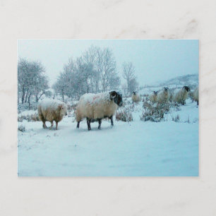Postal Festiva Tranquilo paisaje rural de ovejas cubiertas de nie