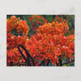 Postal Festiva tree with magnificent red-colored flower