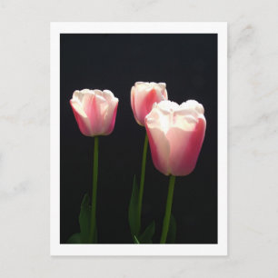 Postal Festiva Tres flores de tulipán rosadas. Navidad, días fest