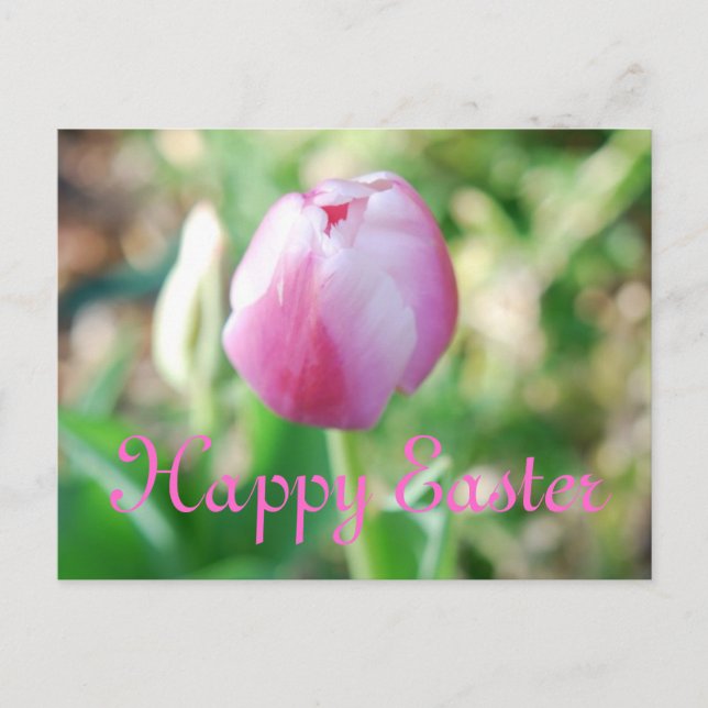 Postal Festiva Tulip rosa de Pascua (Anverso)