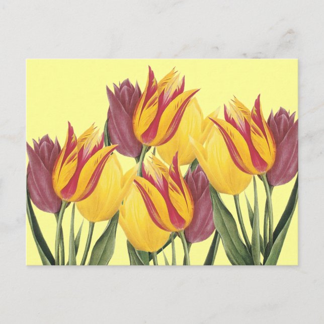 Postal Festiva Tulipanes de Pascua (Anverso)