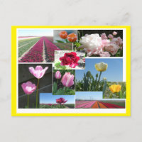 Tulips Collage DIY & Cust. Postcarta de color de b