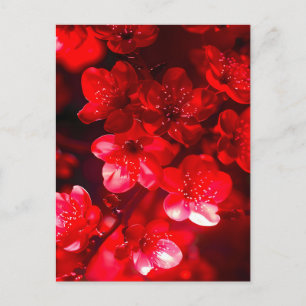 Postal Festiva Twilight Cherry Blossom Glow