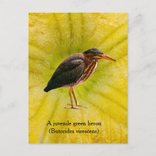 Postal Festiva Un Garcilla Verde juvenil (Butorides virescens)