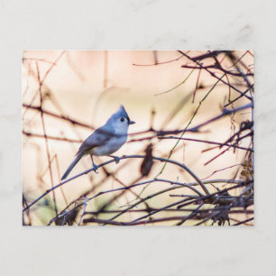 Postal Festiva Un pequeño pájaro escondiéndose en los arbustos.