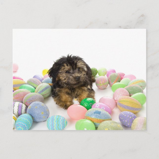 Postal Festiva Un perrito de Yorkie-poo y huevos de Pascua (Anverso)