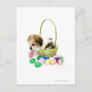Postal Festiva Un perrito mezclado de la raza que se sienta en