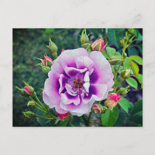 Postal Festiva Un rosa violeta