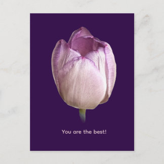 Postal Festiva Un solo brote de tulipán púrpura y blanco colocado