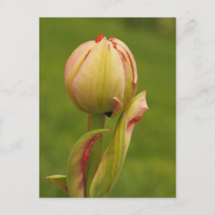 Postal Festiva Un tulipán en ciernes