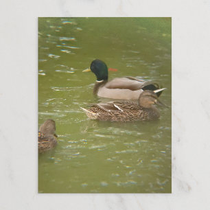 Postal Festiva Una balsa de patos en el estanque Taylor Michigan 