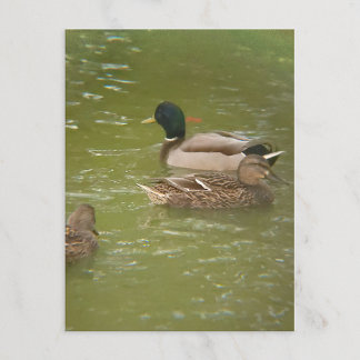 Postal Festiva Una balsa de patos en el estanque Taylor Michigan