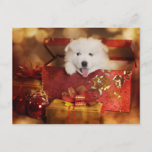 Postal Festiva Una Cachorra Samoyada En Una Caja De Navidades