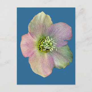 Postal Festiva Una flor