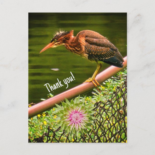 Postal Festiva Una garza verde (Anverso)