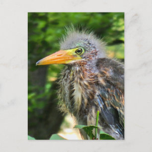 Postal Festiva Una garza verde bebé