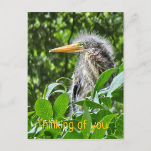 Postal Festiva Una garza verde. Pensando en ti