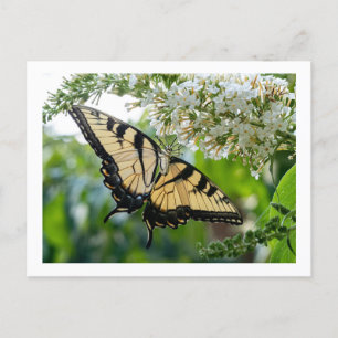 Postal Festiva Una mariposa con alas amarillas y negras