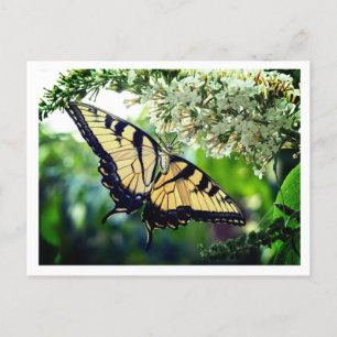 Postal Festiva Una mariposa con alas amarillas y negras