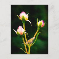 Una mariposa y rosas