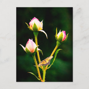 Postal Festiva Una mariposa y rosas