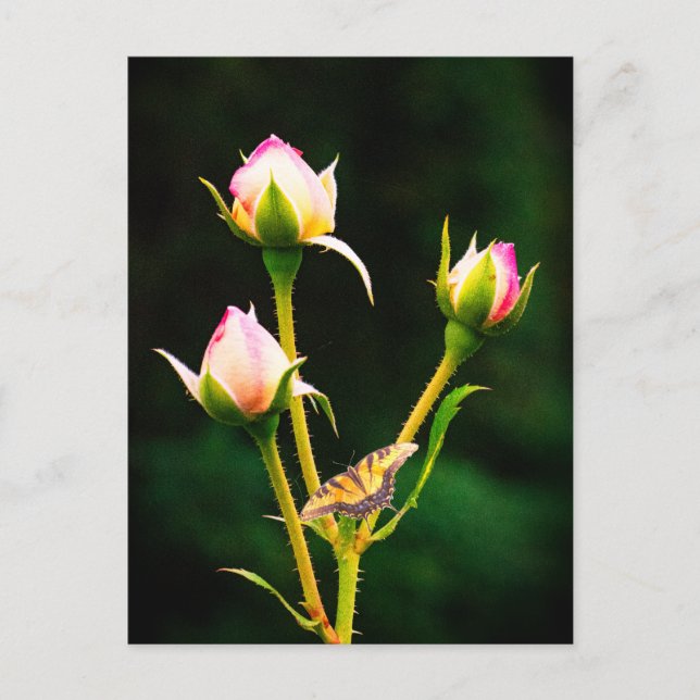 Postal Festiva Una mariposa y rosas (Anverso)