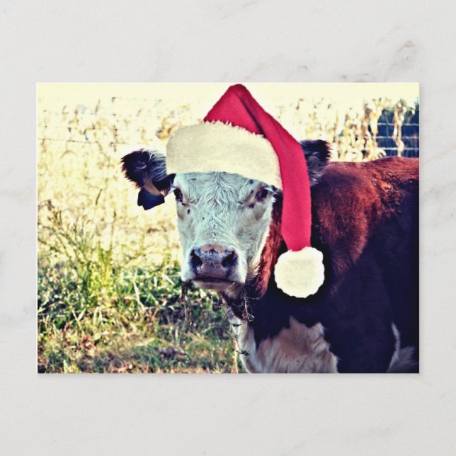 Postal Festiva Vaca del MOO del día de fiesta (Anverso)