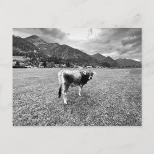 Postal Festiva Vaca gris tirolesa Salzburgo