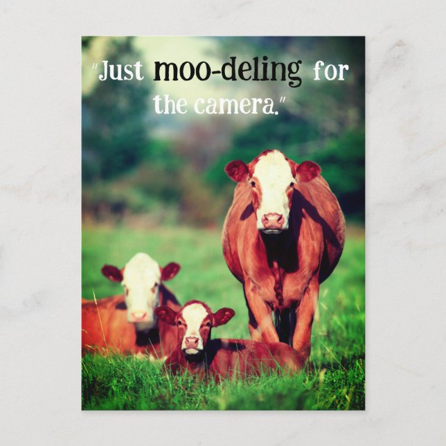 Postal Festiva Vacas en pastoreo (Anverso)