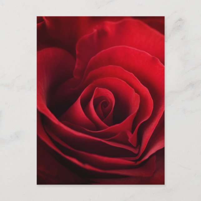 Postal Festiva Valentine Red Rose (Anverso)