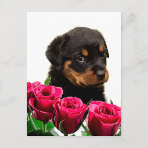 Postal Festiva Valentine Rosa Rottweiler Puppy
