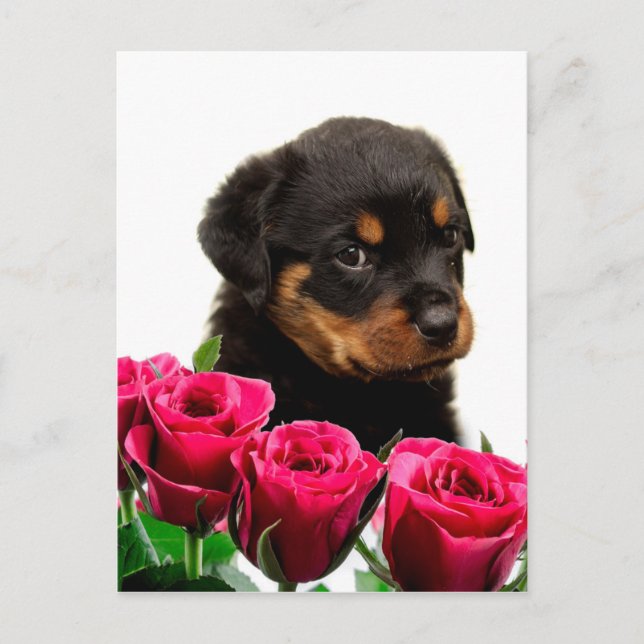 Postal Festiva Valentine Rosa Rottweiler Puppy (Anverso)