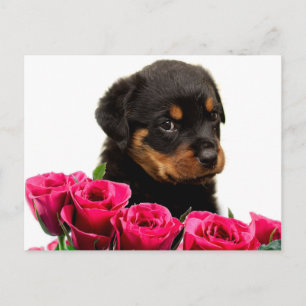 Postal Festiva Valentine Rose Rottweiler Puppy