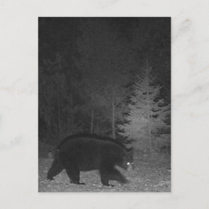 Postal Festiva Vida silvestre MI Black Bear Upinsula